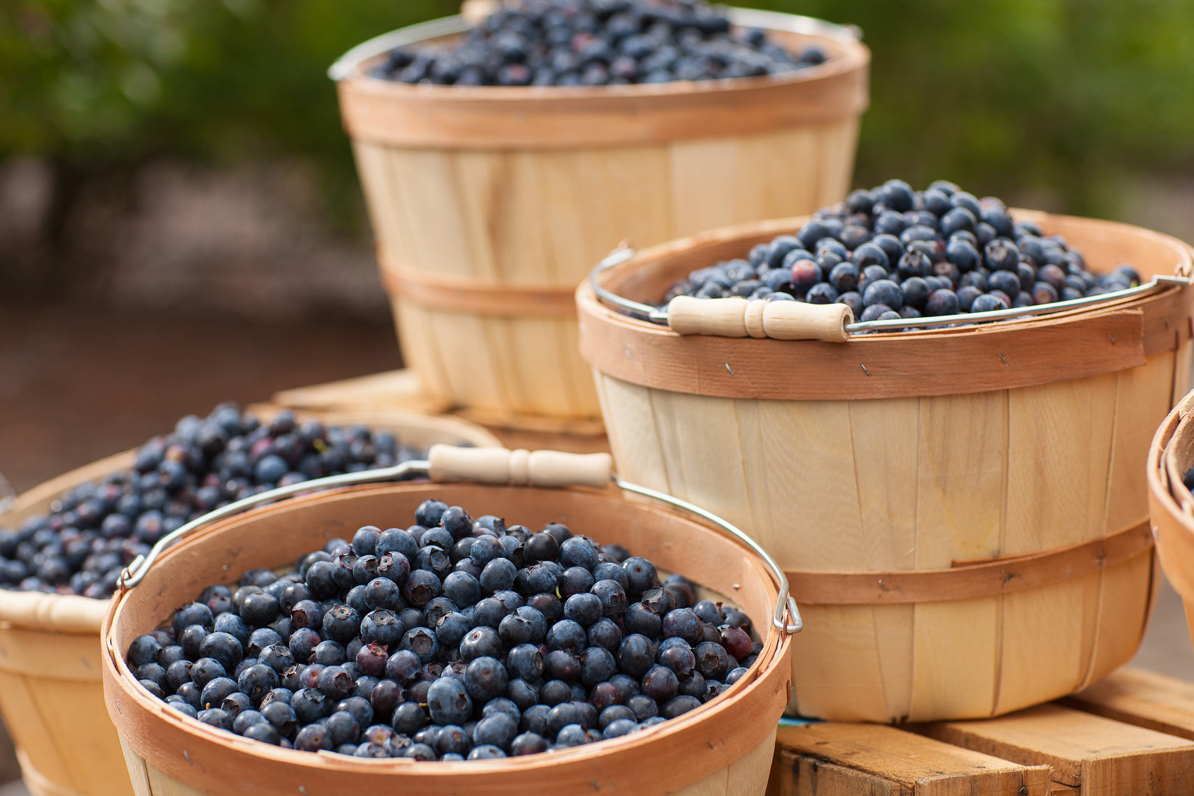 heb-blueberries-produce-department-jason-risner-photography-8680