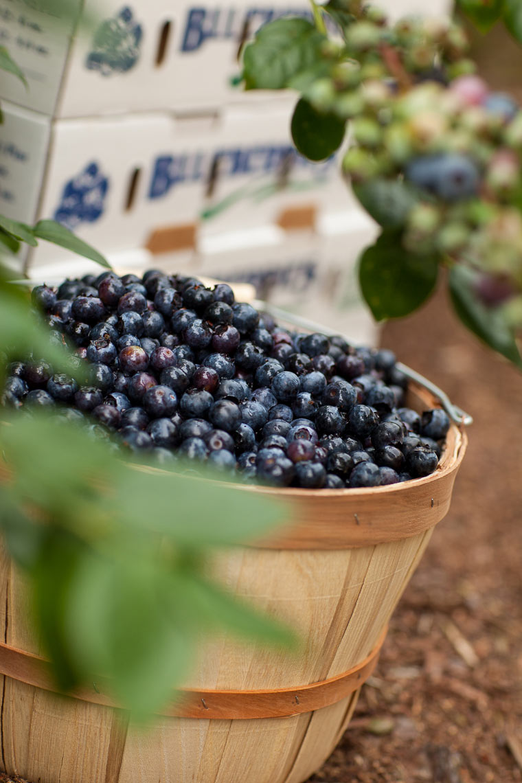 heb-blueberries-produce-department-jason-risner-photography-8987