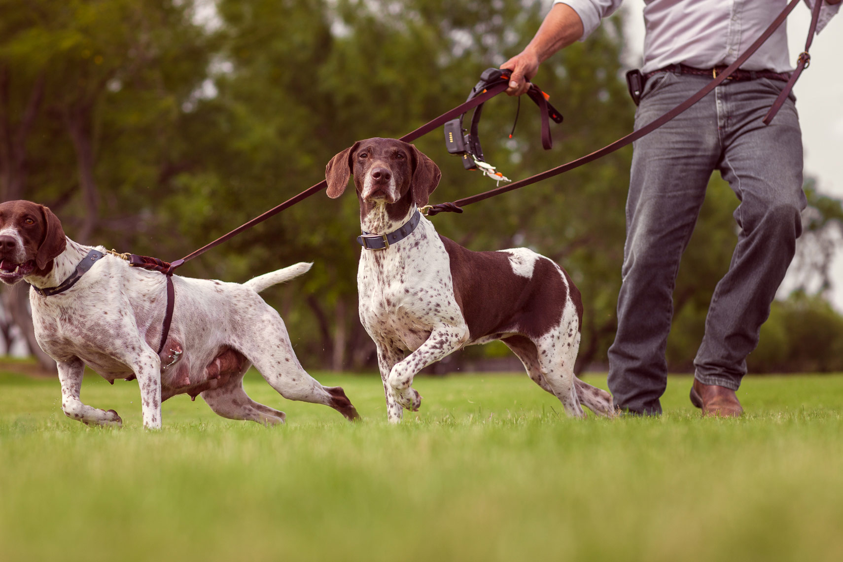 Lifestyle Photograph of  Dogs by Jason Risner for HK Kennels 
