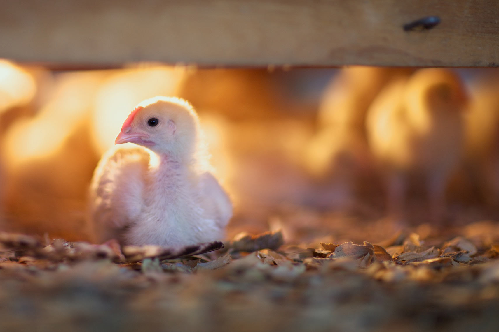 peeler-farms-chickens-texas-jason-risner-photography-1247