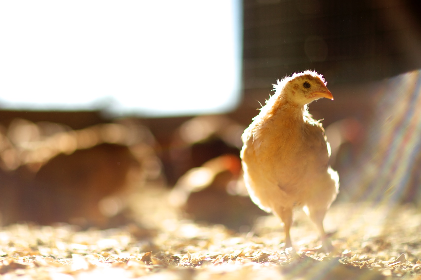peeler-farms-chickens-texas-jason-risner-photography-1362