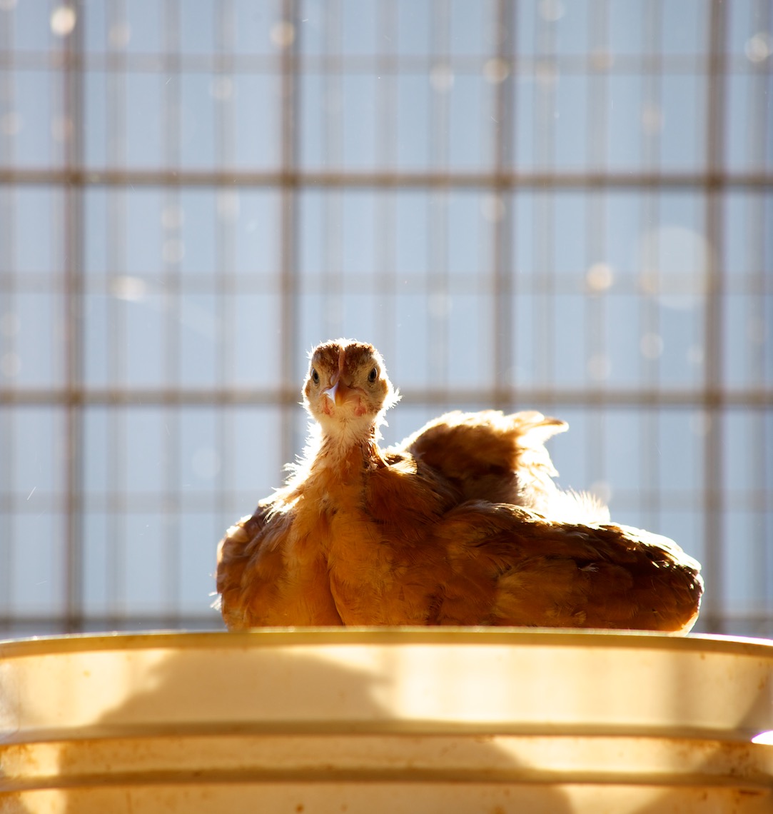 peeler-farms-chickens-texas-jason-risner-photography-1406