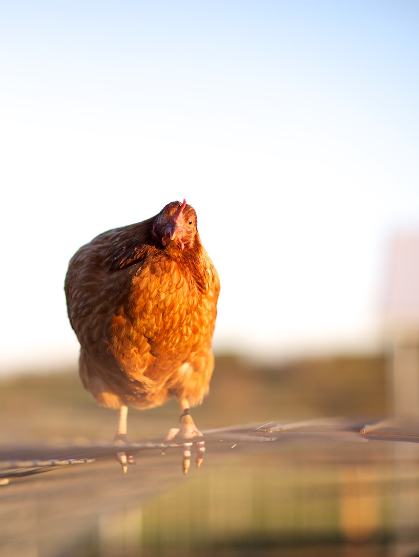 peeler-farms-chickens-texas-jason-risner-photography-1664