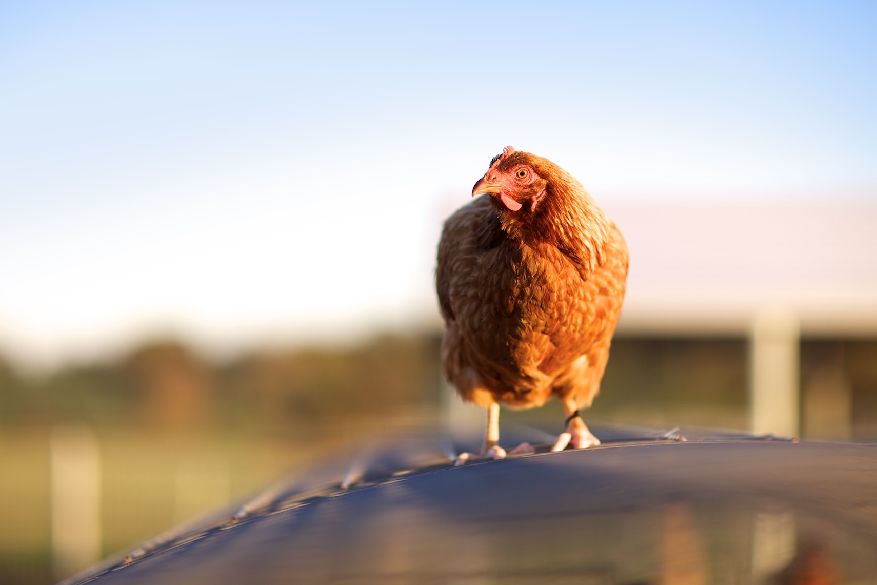 peeler-farms-chickens-texas-jason-risner-photography-1665