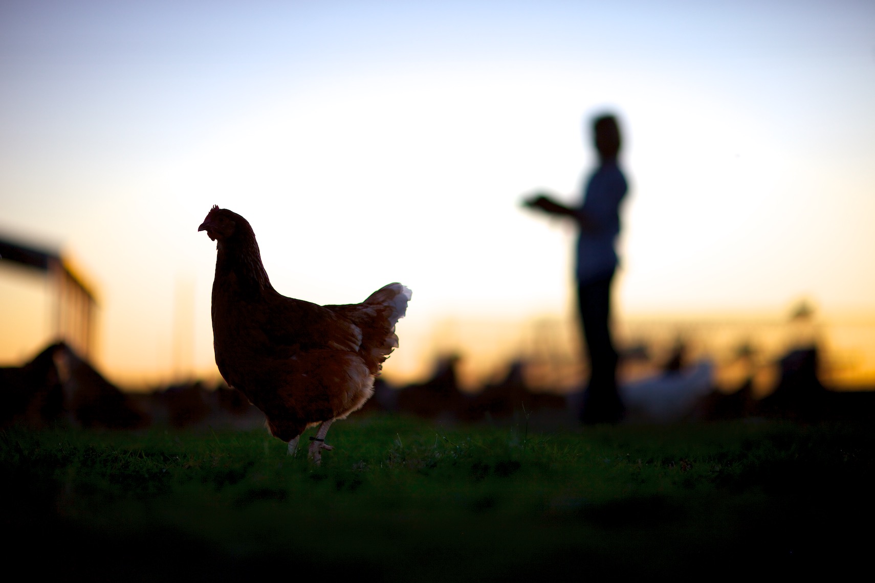 peeler-farms-chickens-texas-jason-risner-photography-1776
