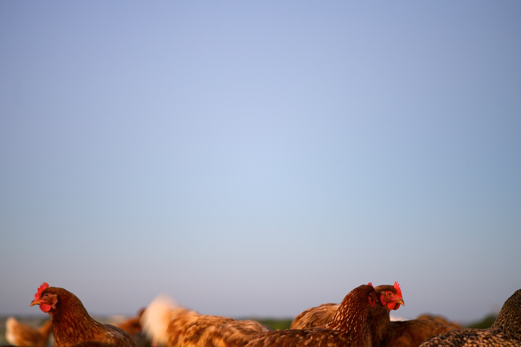 peeler-farms-chickens-texas-jason-risner-photography-1869