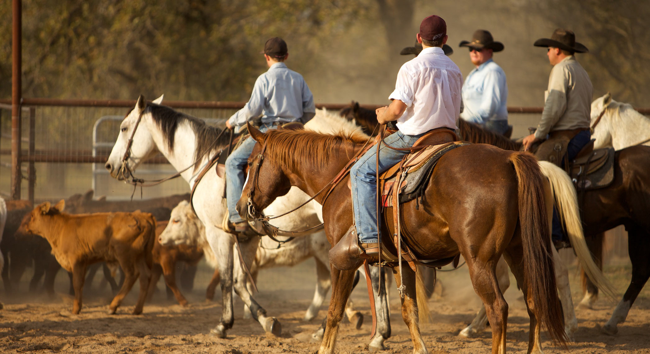 peeler-ranch-cattle-texas-jason-risner-photography-
