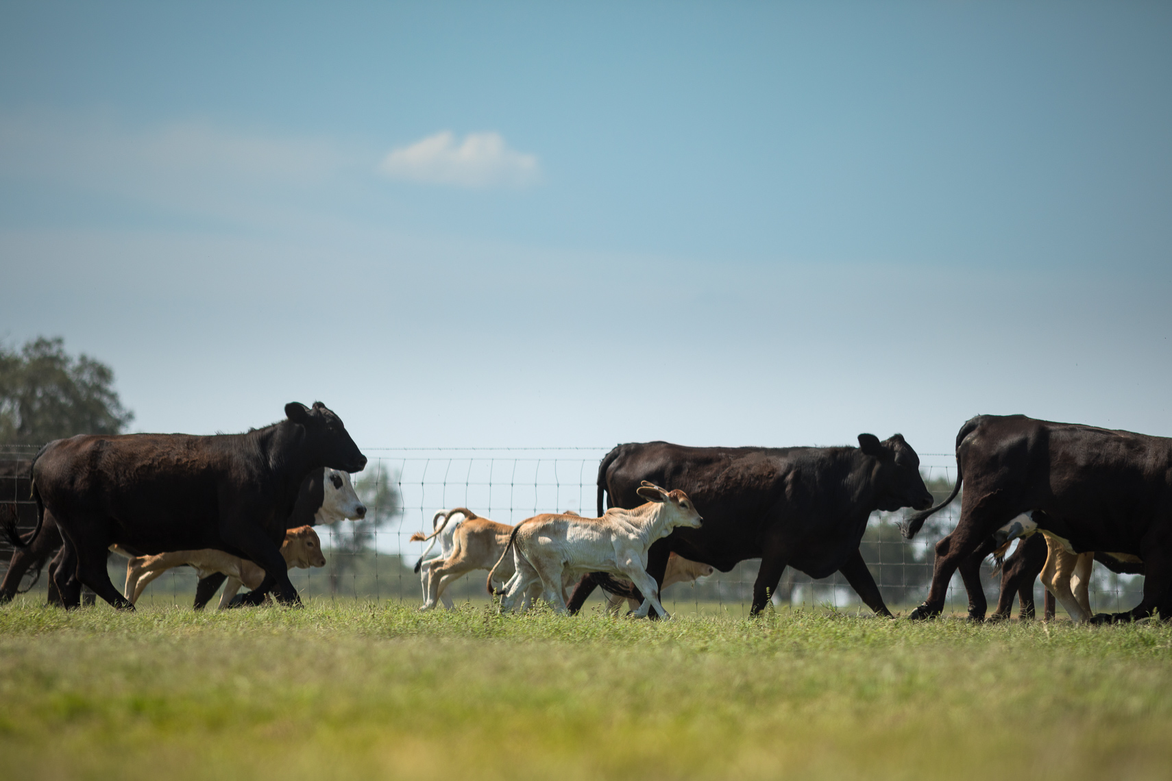 peeler-ranch-cattle-texas-jason-risner-photography-1791