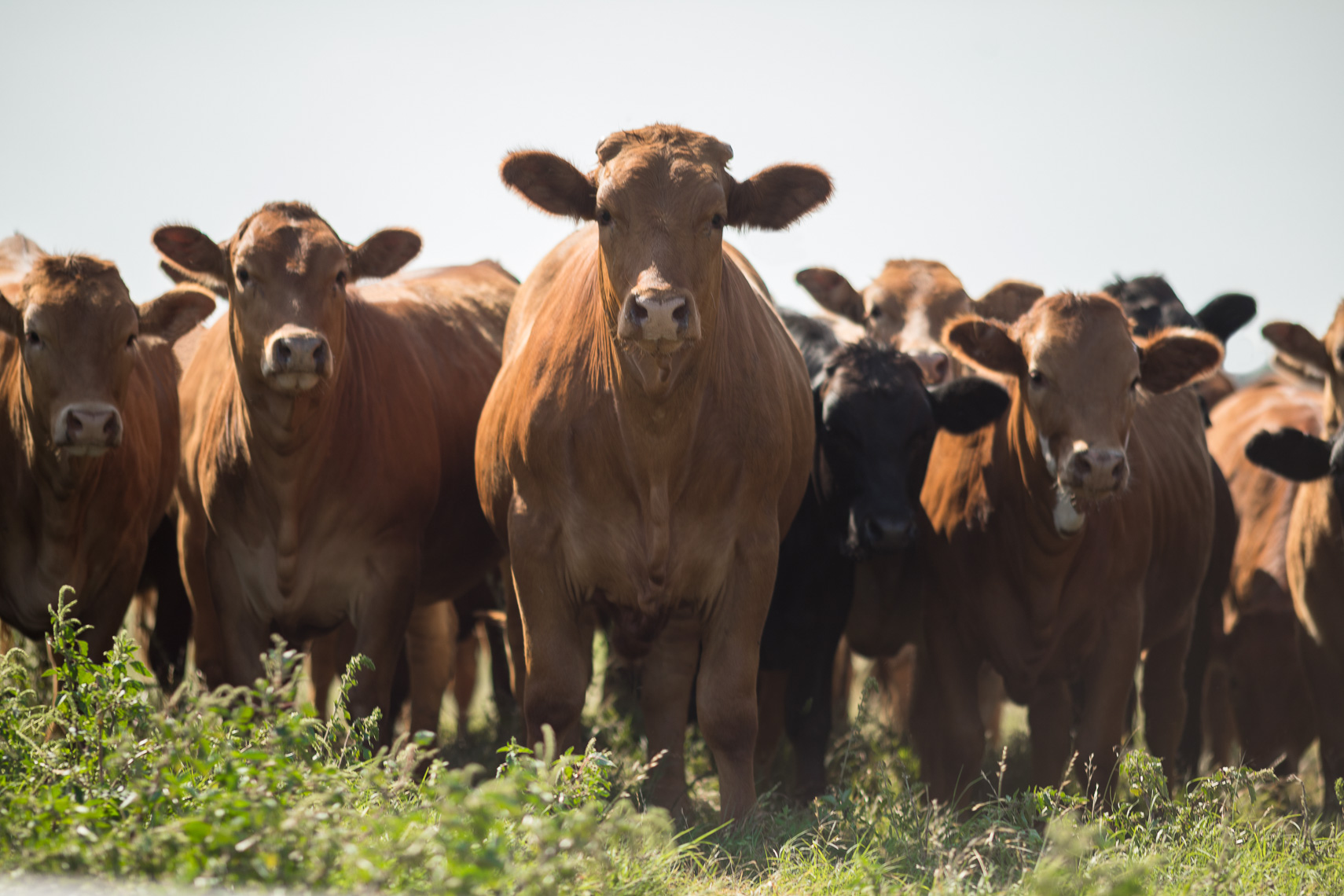 peeler-ranch-cattle-texas-jason-risner-photography-2190