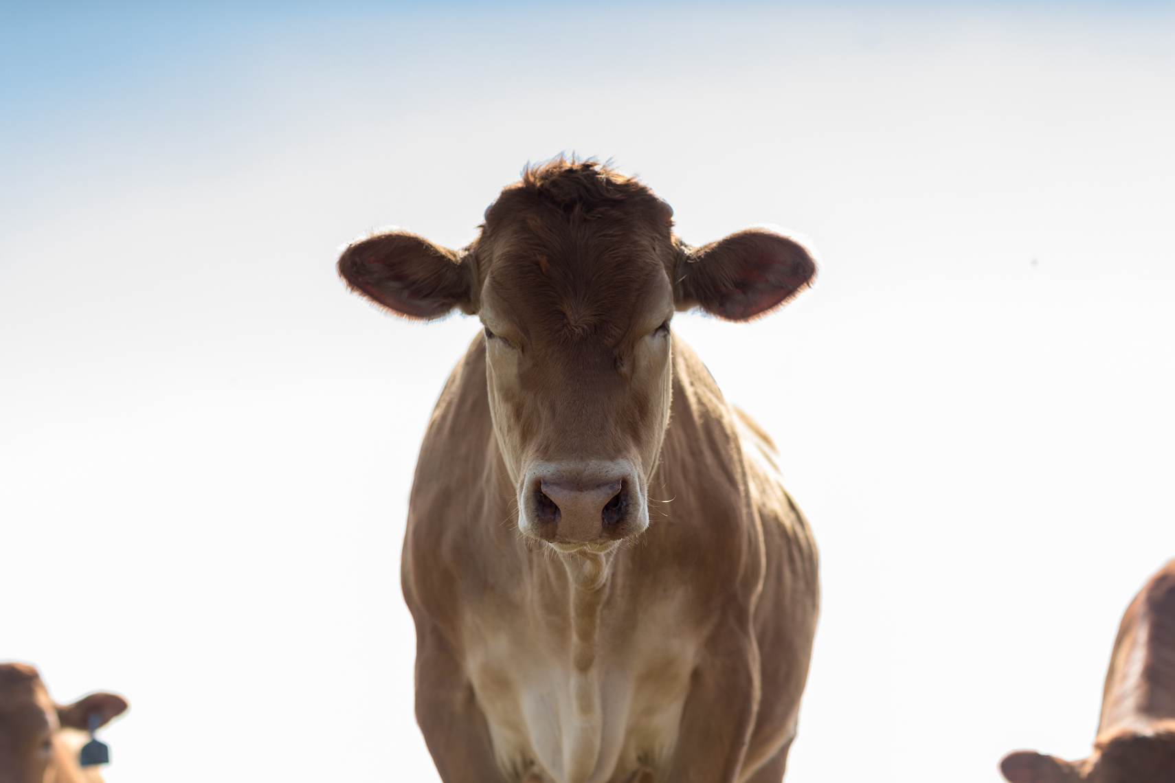 peeler-ranch-cattle-texas-jason-risner-photography-2259