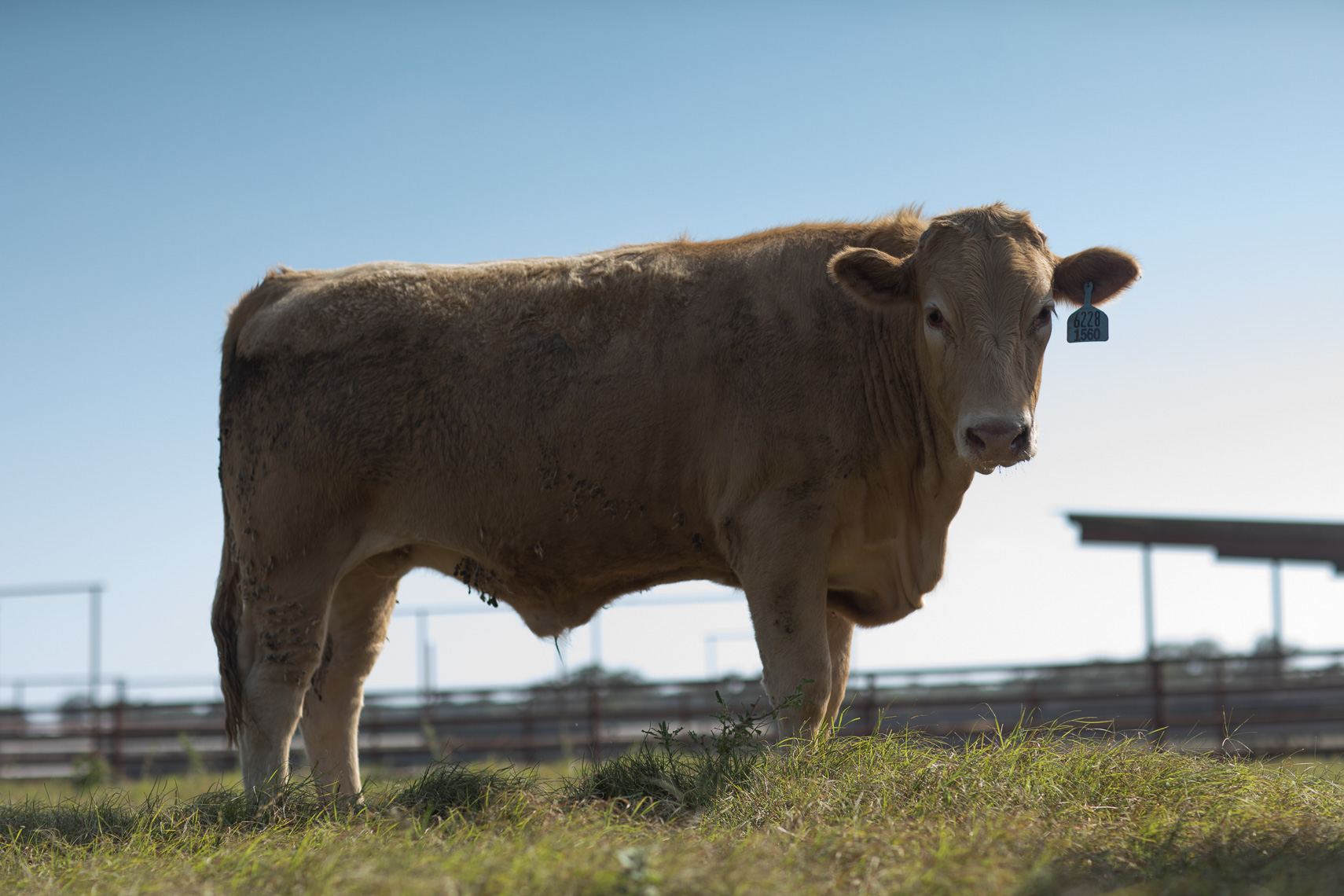 peeler-ranch-cattle-texas-jason-risner-photography-2276