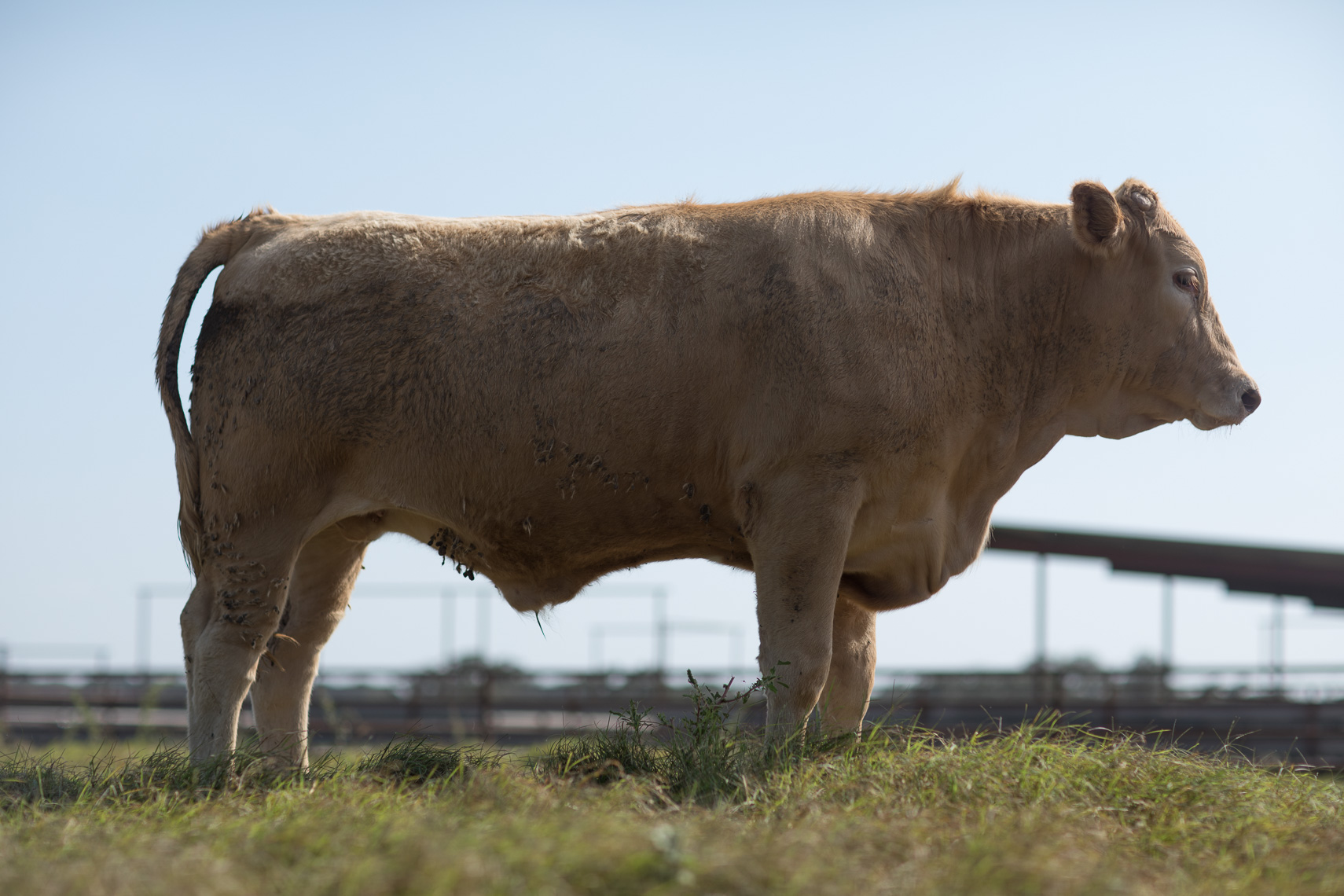 peeler-ranch-cattle-texas-jason-risner-photography-2305