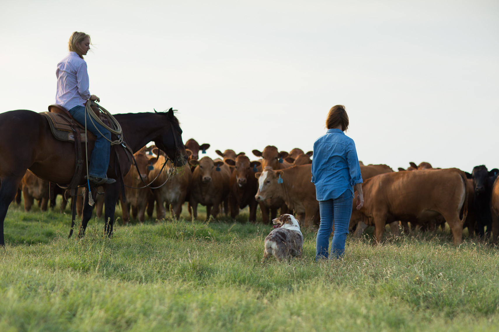 peeler-ranch-cattle-texas-jason-risner-photography-2549