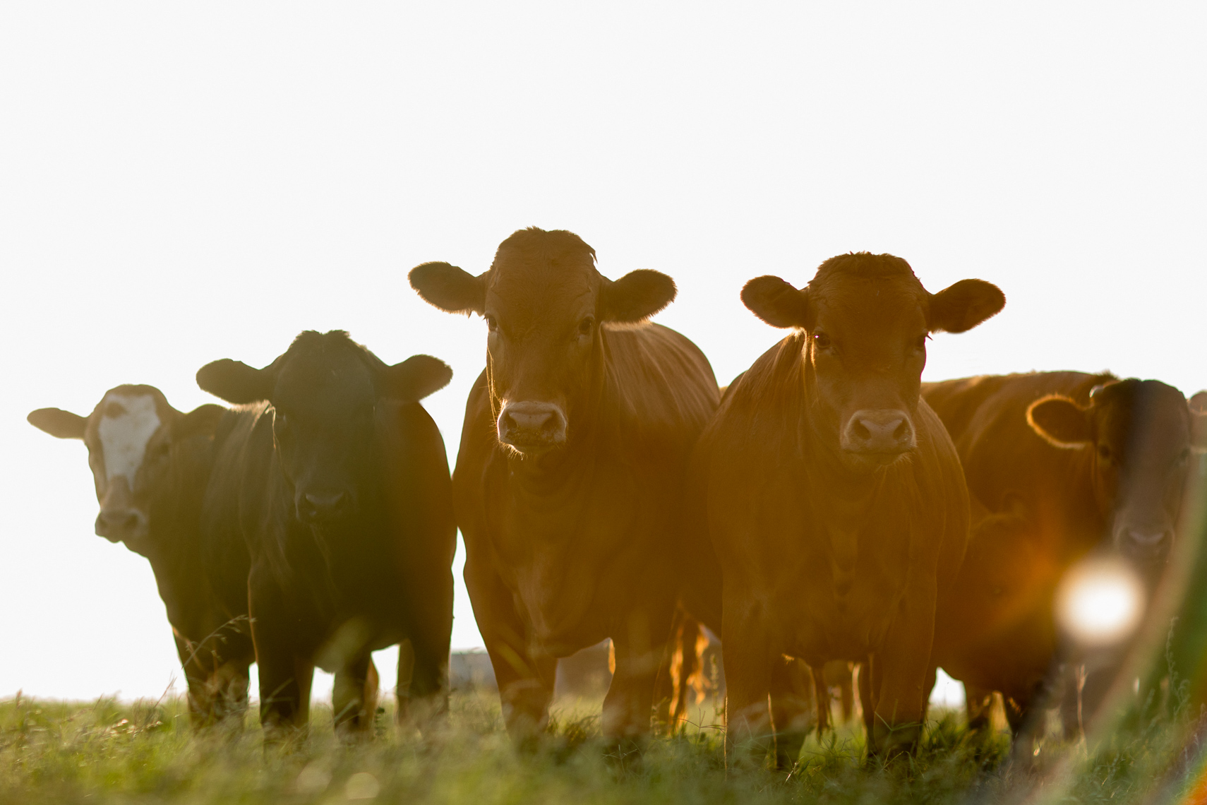peeler-ranch-cattle-texas-jason-risner-photography-2716