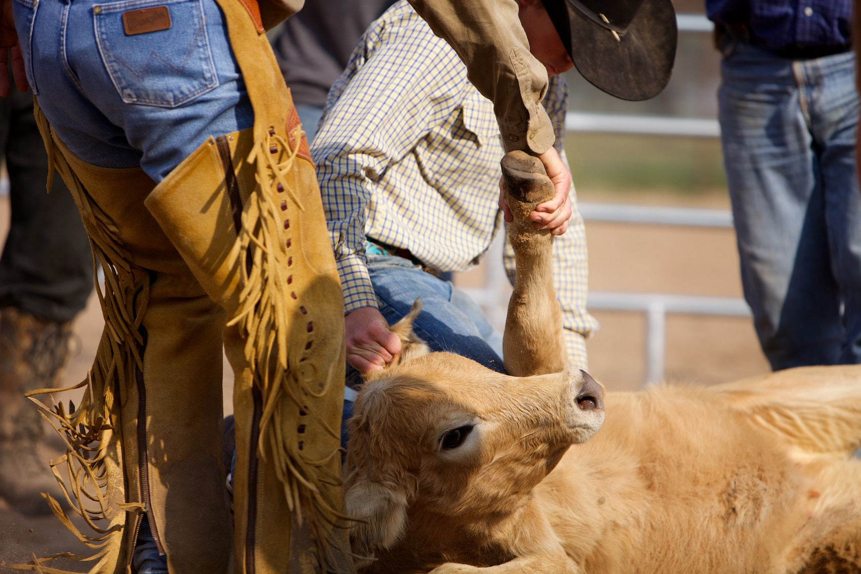 peeler-ranch-cattle-texas-jason-risner-photography-6444