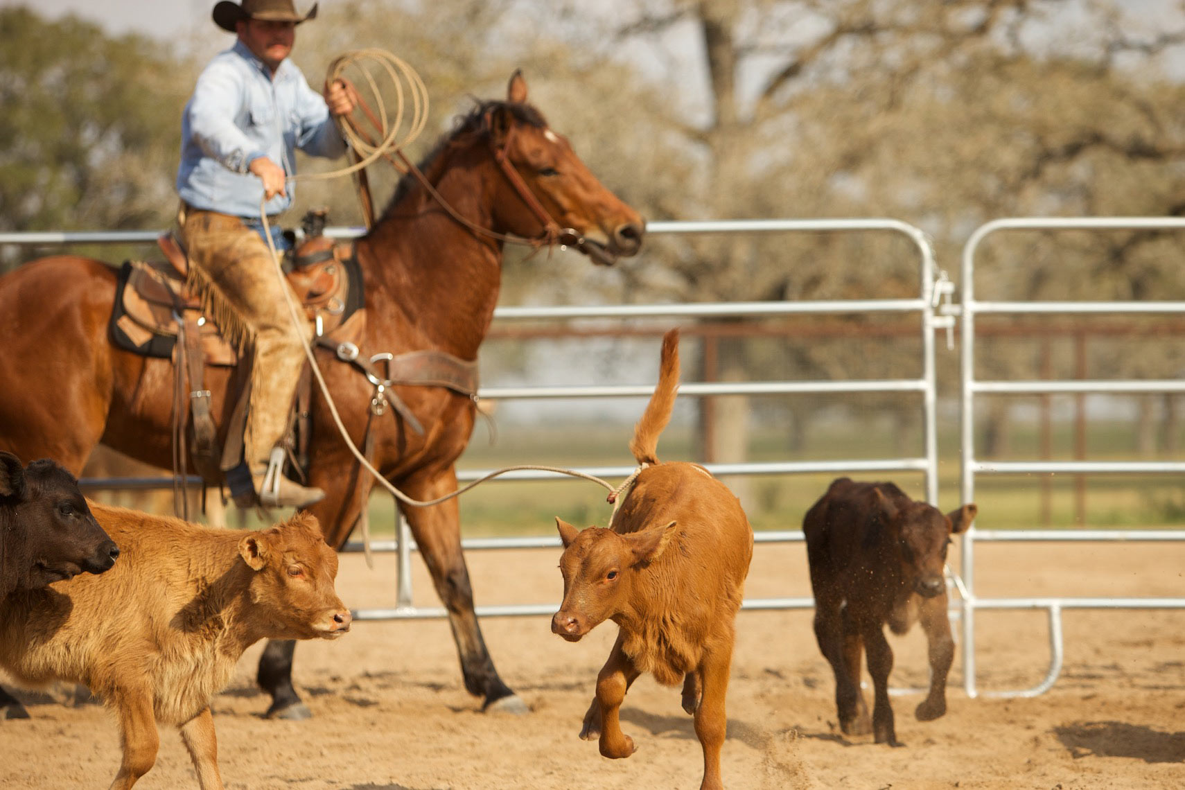 peeler-ranch-cattle-texas-jason-risner-photography-6454