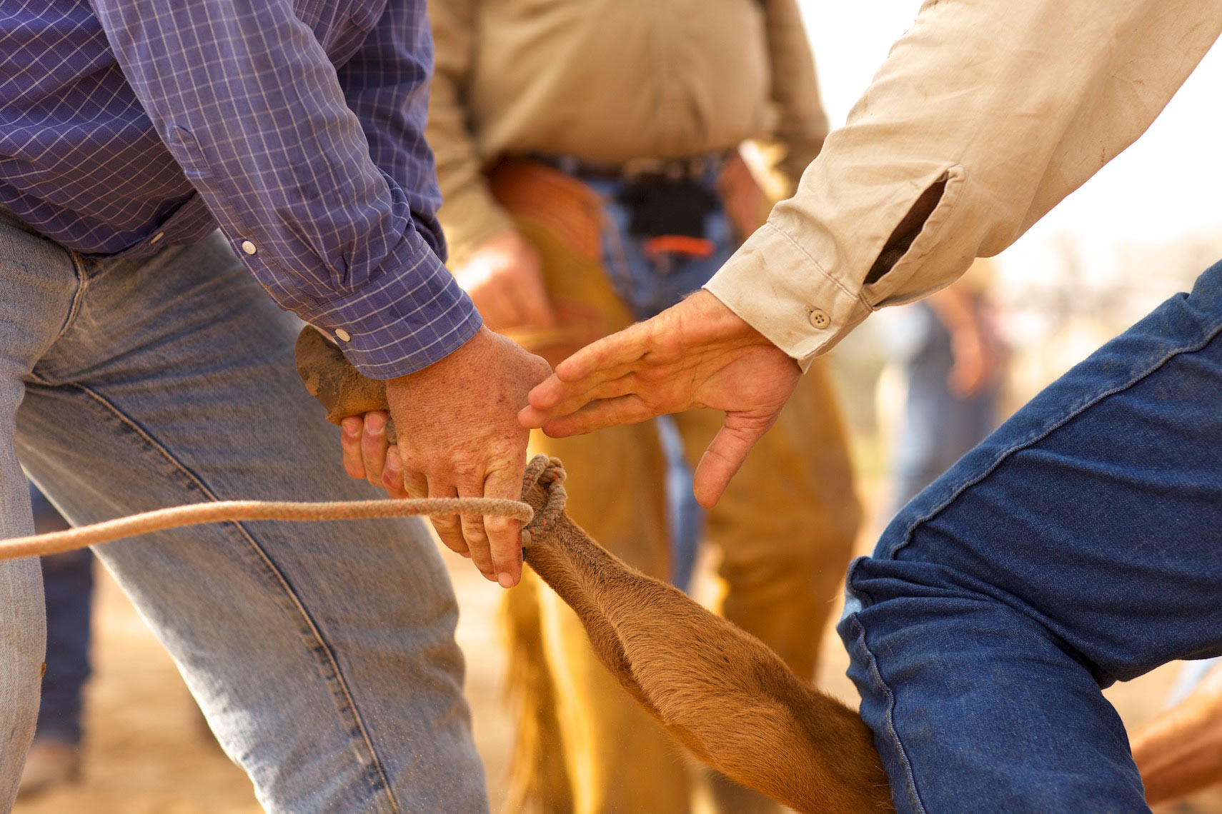 peeler-ranch-cattle-texas-jason-risner-photography-6487