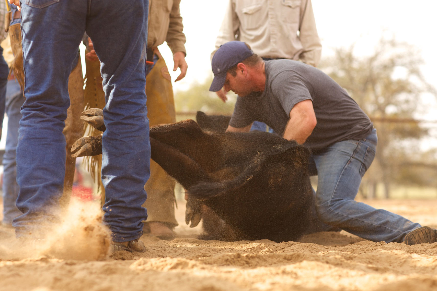peeler-ranch-cattle-texas-jason-risner-photography-6498
