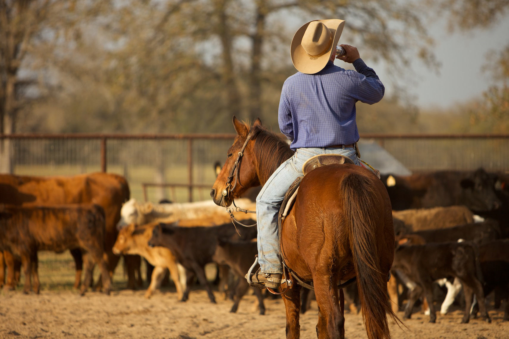 peeler-ranch-cattle-texas-jason-risner-photography-6617