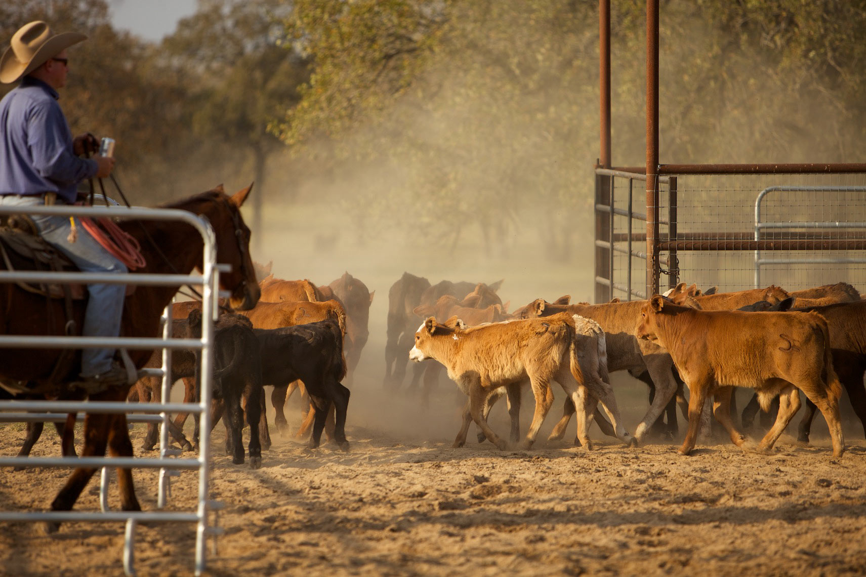 peeler-ranch-cattle-texas-jason-risner-photography-6619