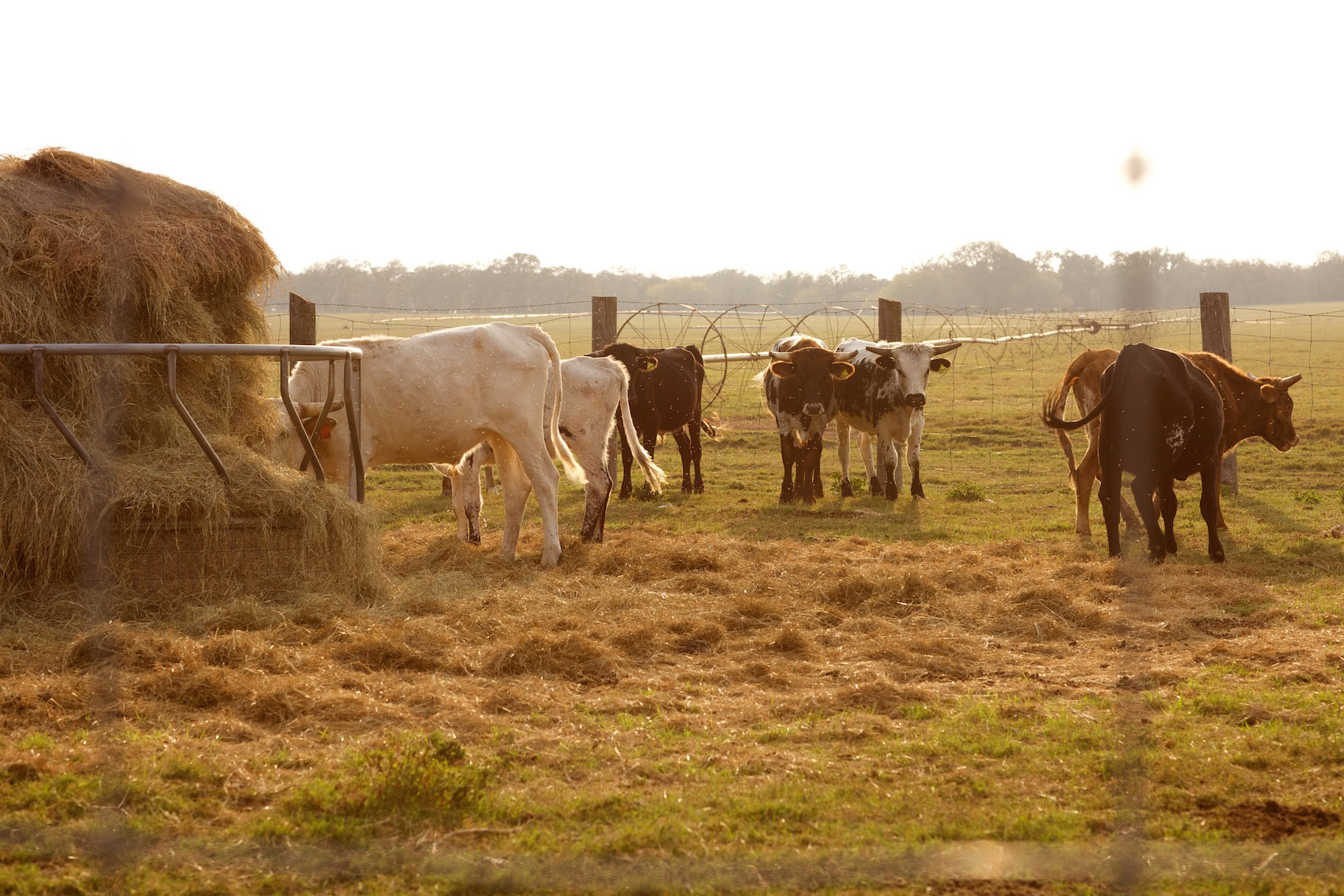 peeler-ranch-cattle-texas-jason-risner-photography-6661