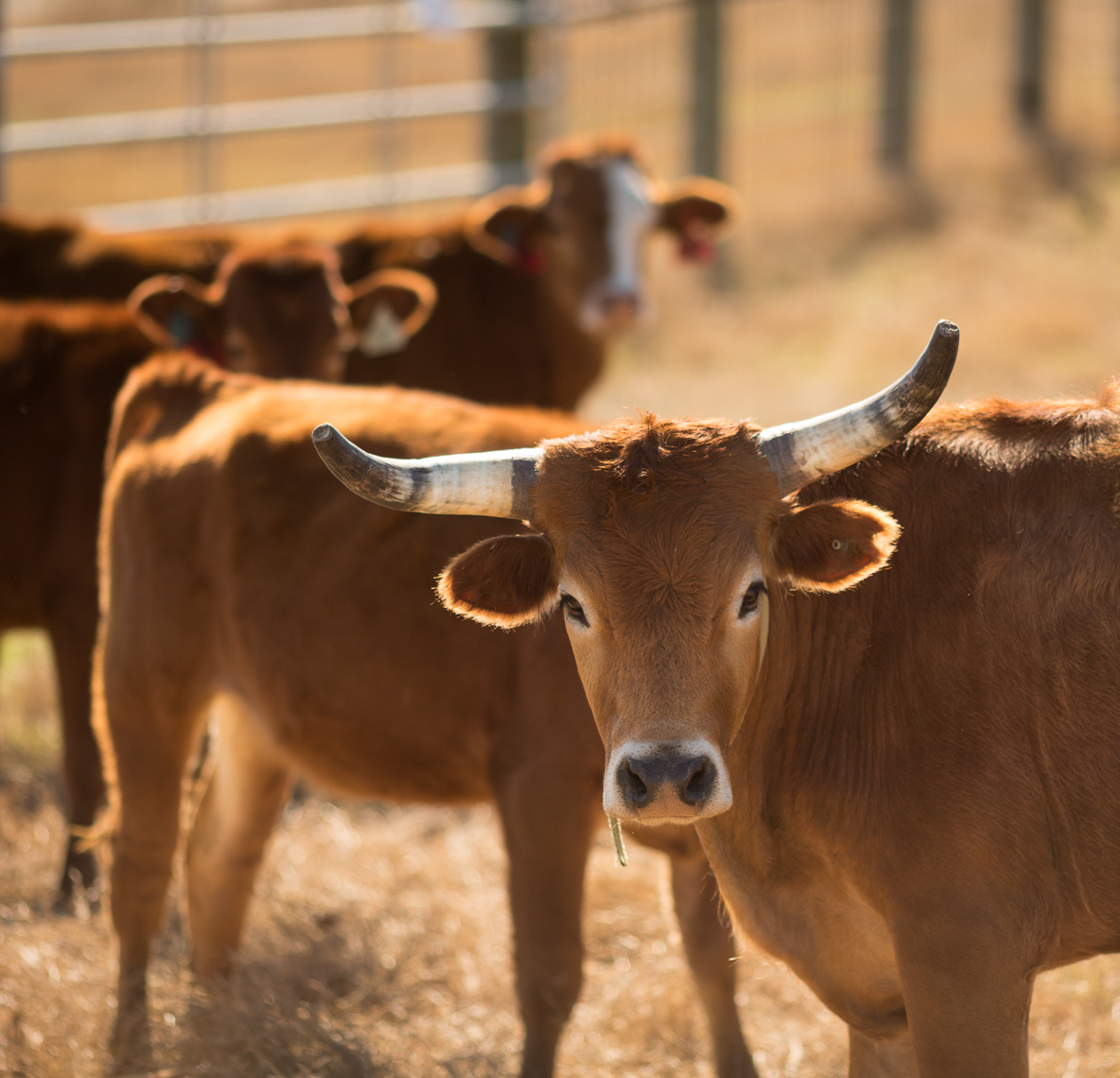 peeler-ranch-cattle-texas-jason-risner-photography-9820