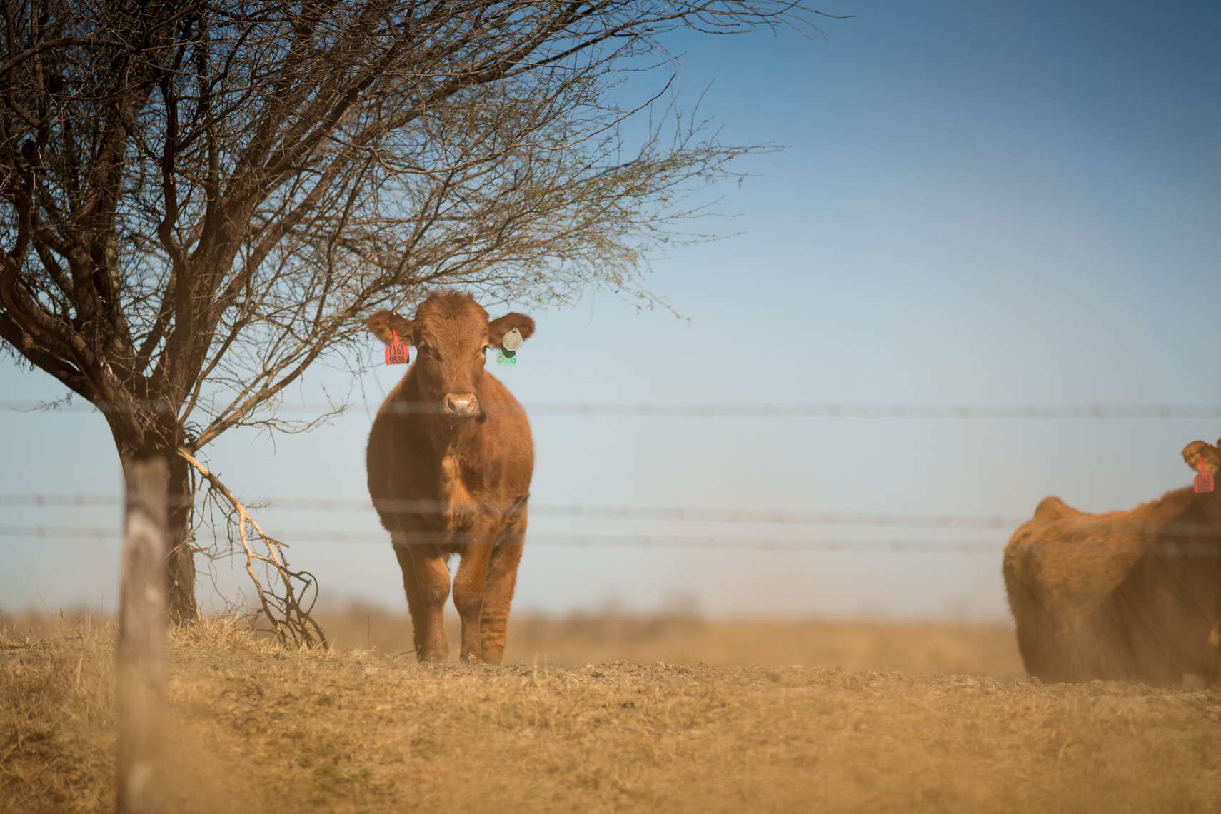 peeler-ranch-wagyu-beef-texas-jason-risner-photography-9571