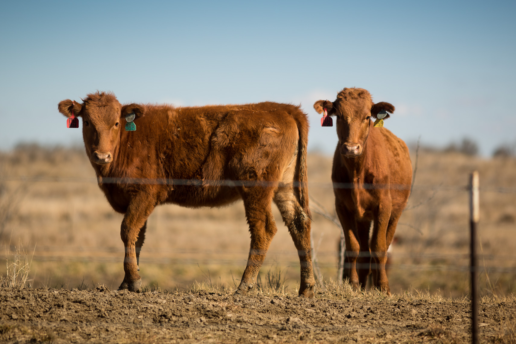 peeler-ranch-wagyu-beef-texas-jason-risner-photography-9575