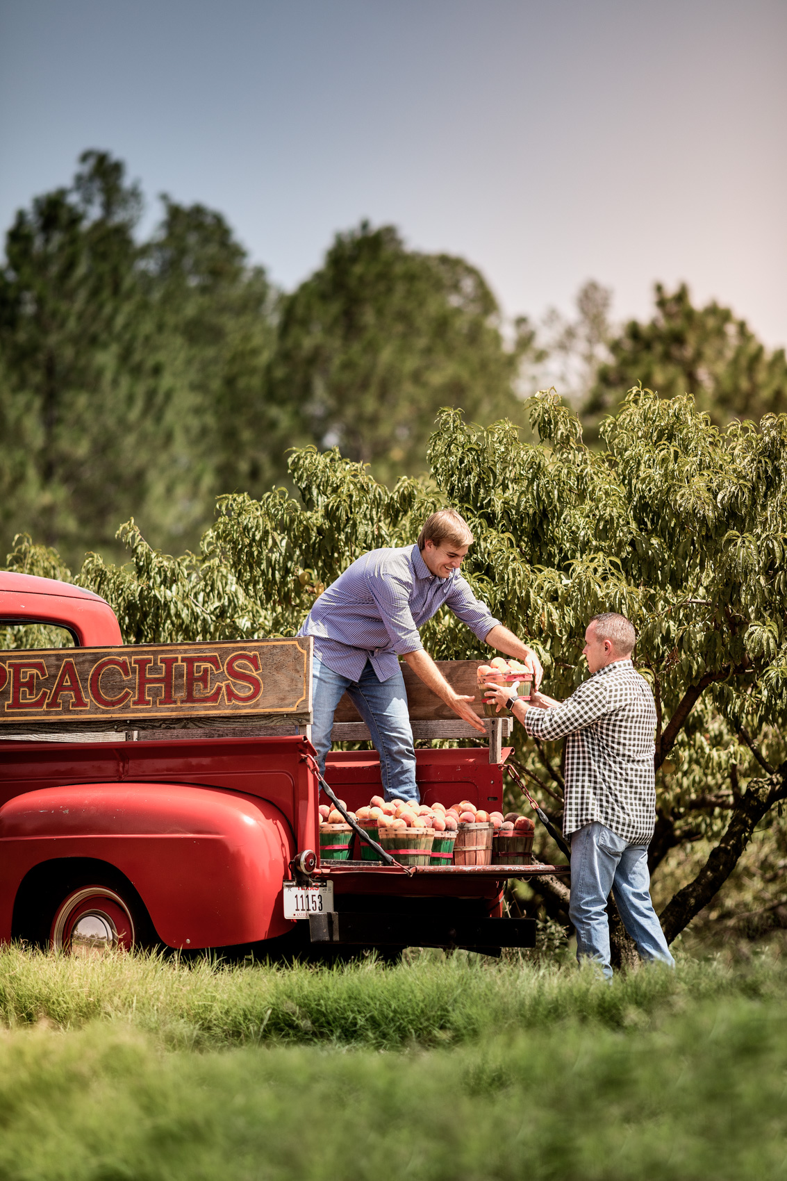 two men load box of peaches into back of old truck at peach orchard