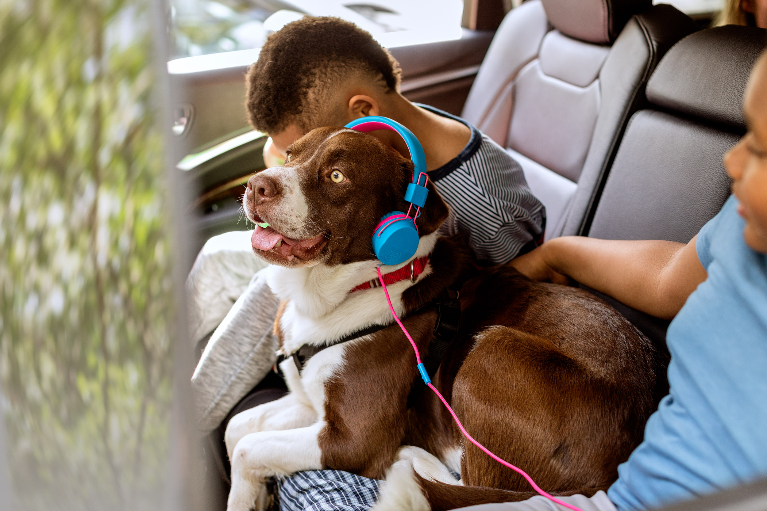 dog in back seat of car wearing headphones