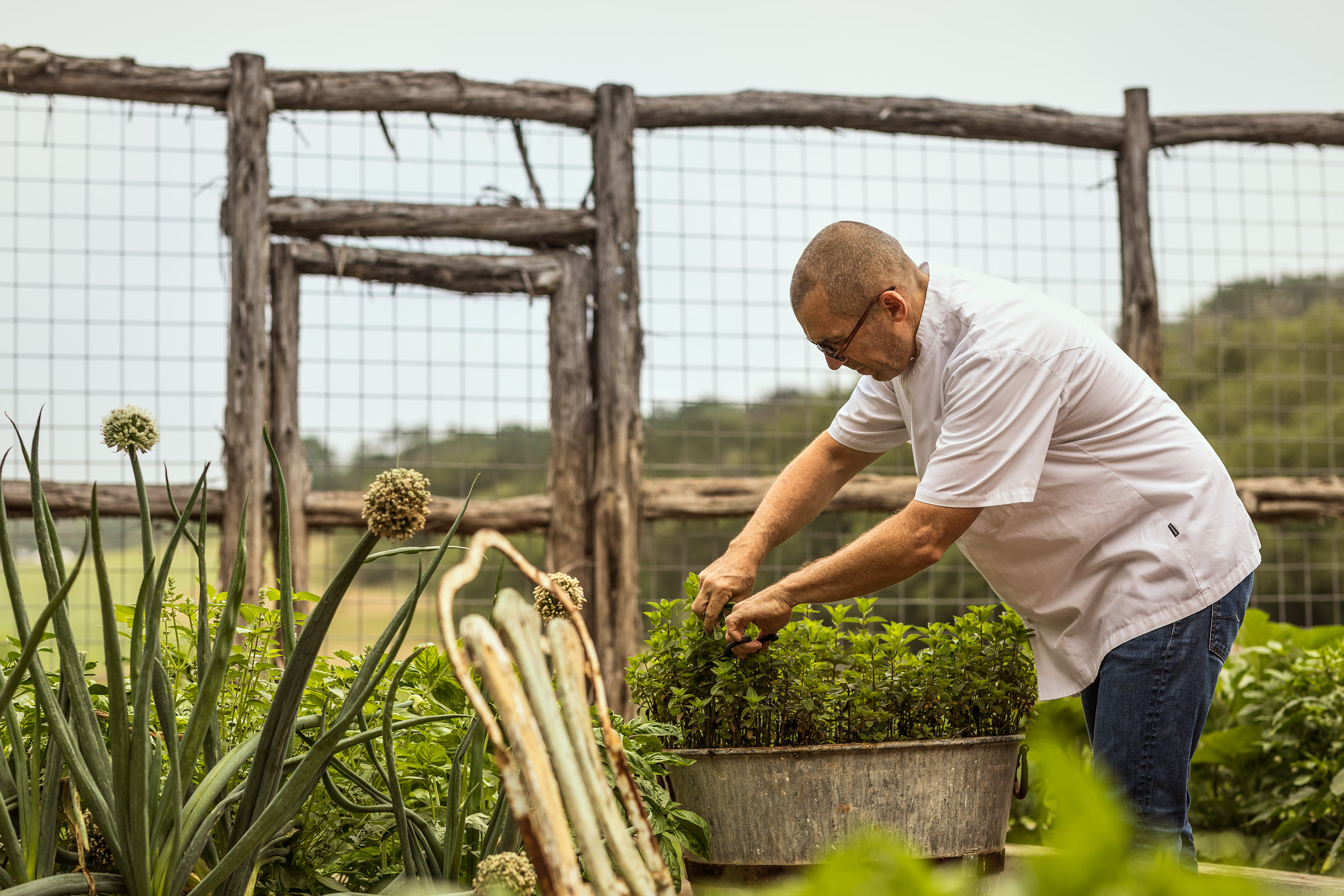 chef andrew weissman picks herbs from restaurant garden in san antonio