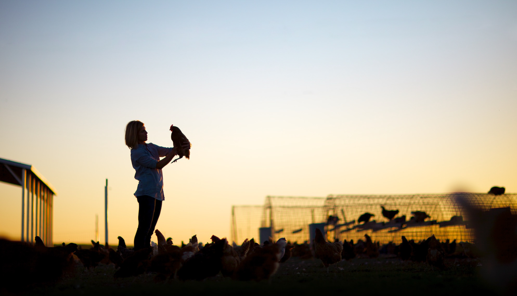 silhouette of woman holding chicken on egg farm