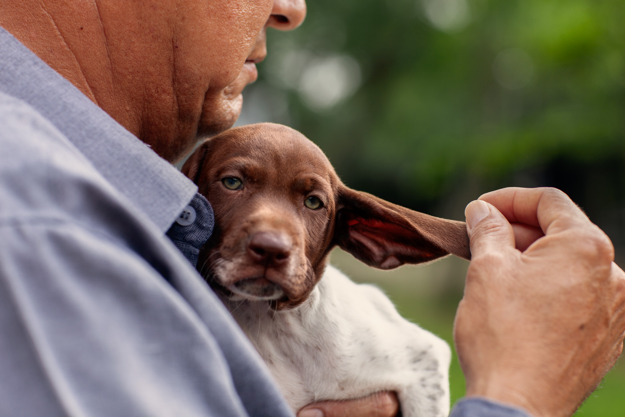 man holding german shorthair puppy and petting dog ear